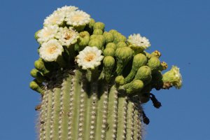 Organ Pipe Cactus National Monument, Unnamed Road, Ajo, AZ 85321, USA