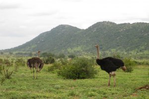 Photo taken at Mlondozi Loop, Kruger Park, South Africa with Canon DIGITAL IXUS 80 IS